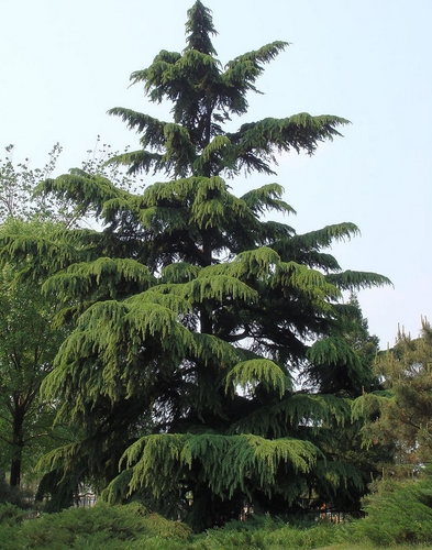 Cedrus deodara seed